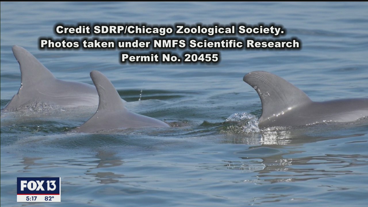 Dolphins vulnerable after Piney Point wastewater releases