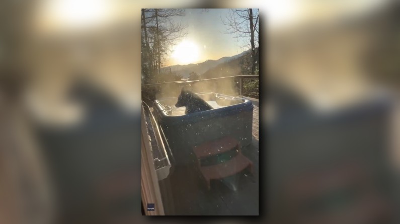 Black bear relaxes in hot tub