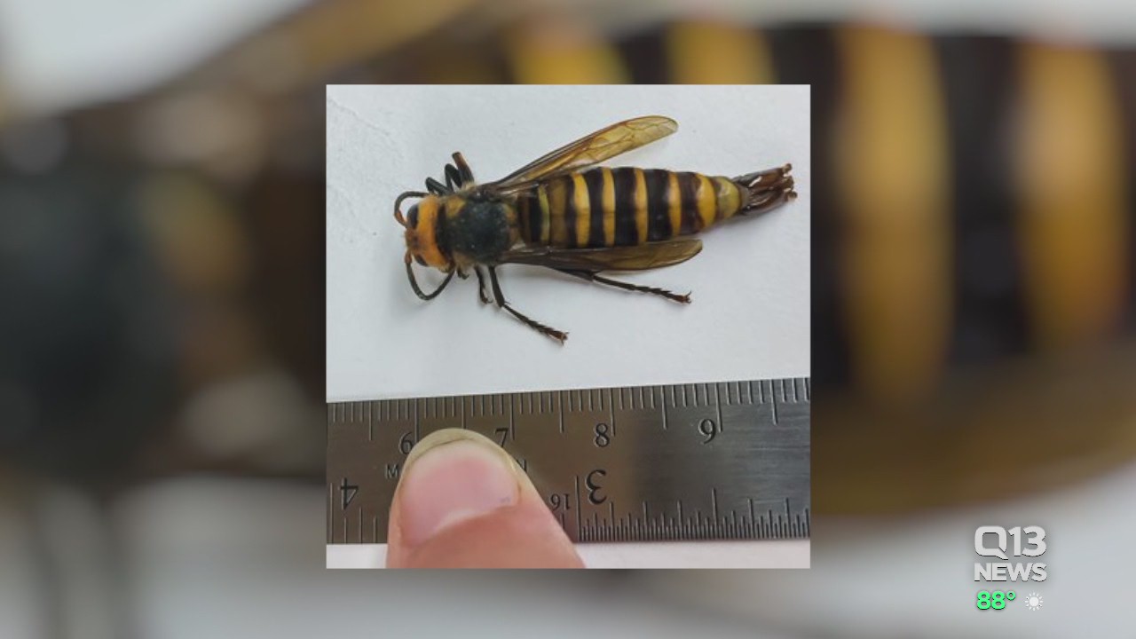 Department of Agriculture captures male Asian giant hornet