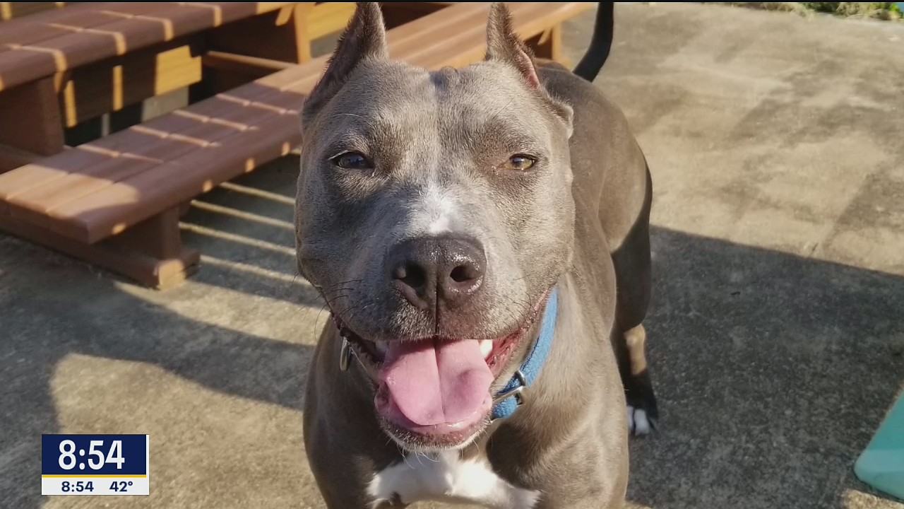 Dog of the Day: Emmeline