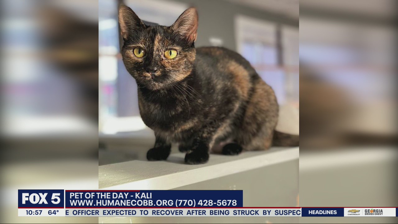 Pet of the day from the Humane Society of Cobb County