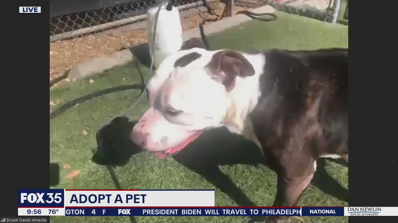 Adopt-A-Pet: National Adopt a Shelter Pet Day