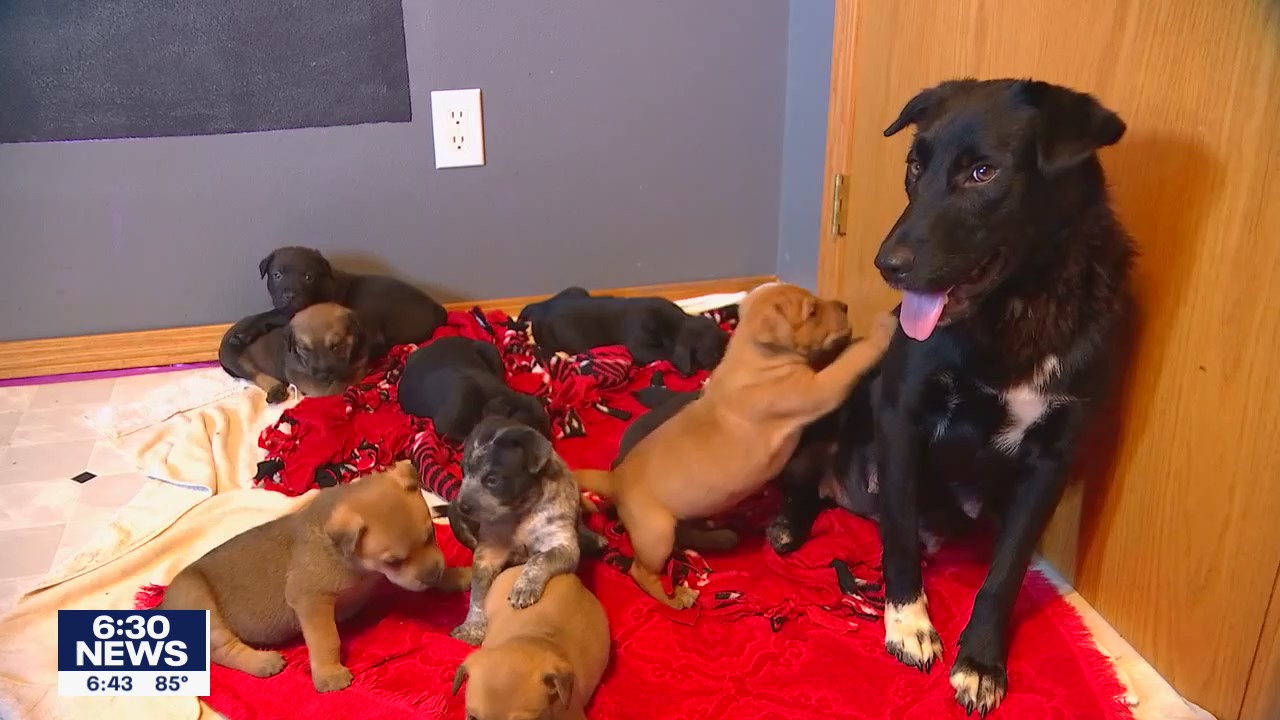 After losing her litter, Twin Cities dog cares for 10 orphaned puppies