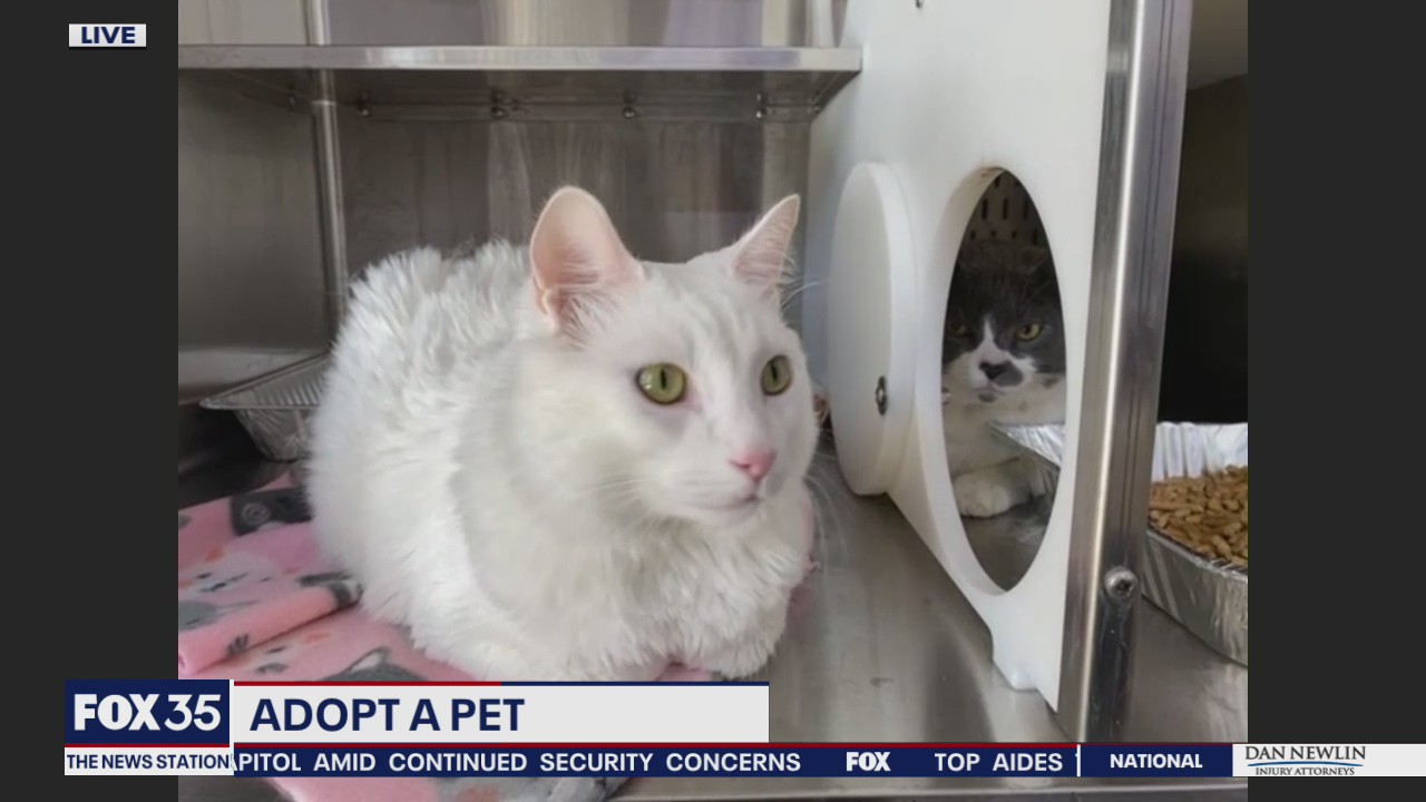 Adopt a pet: Cats up for adoption at Orange County Animal Services