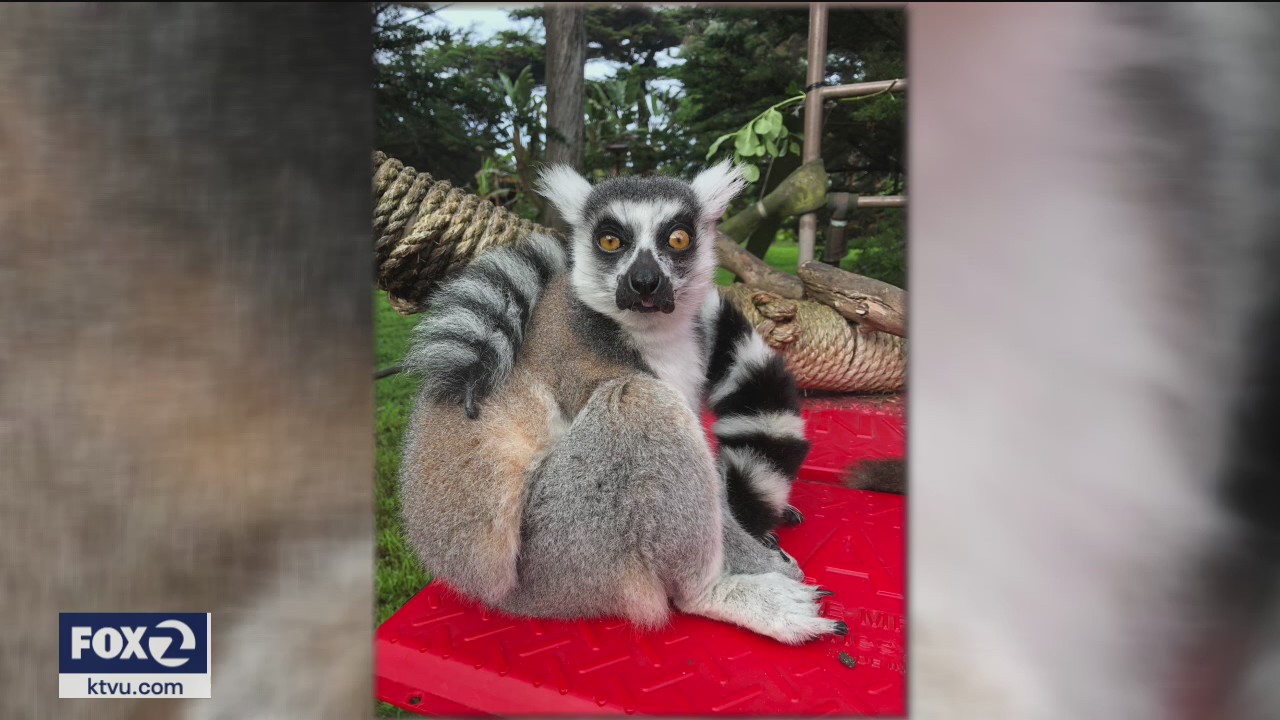 Ring-tailed lemur presumed stolen from San Francisco Zoo