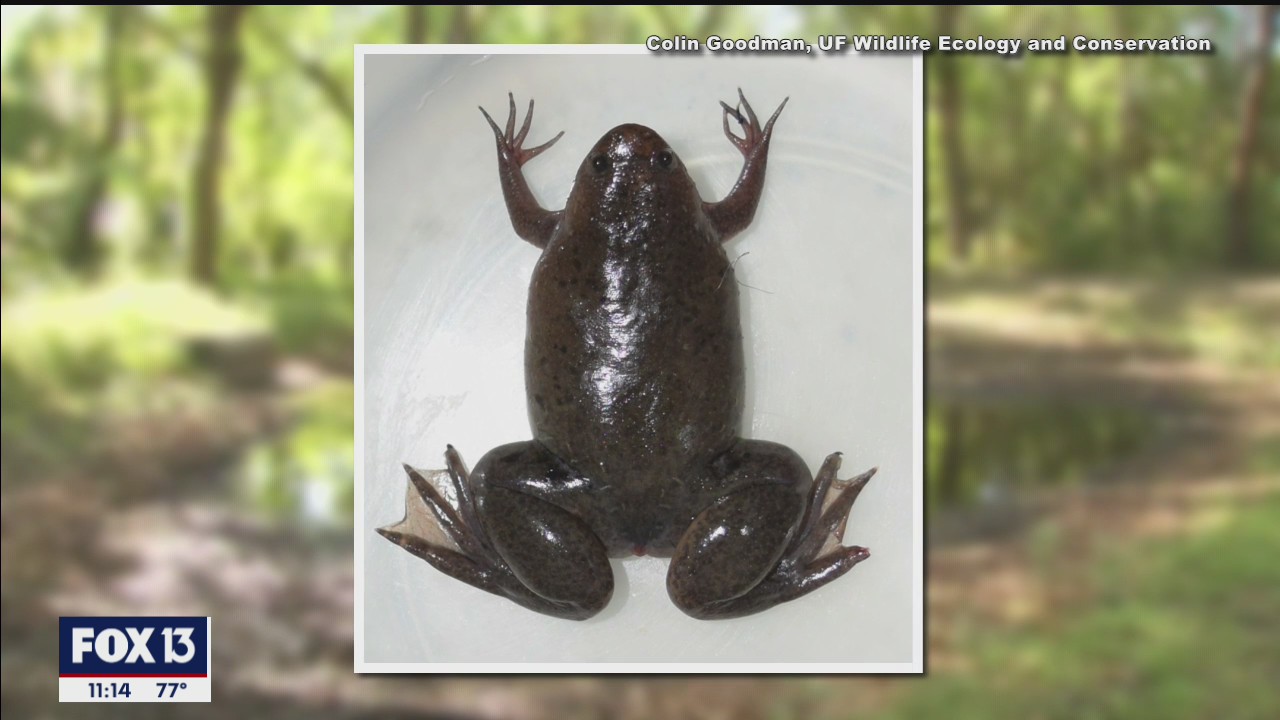 Potentially invasive clawed frog found in Riverview