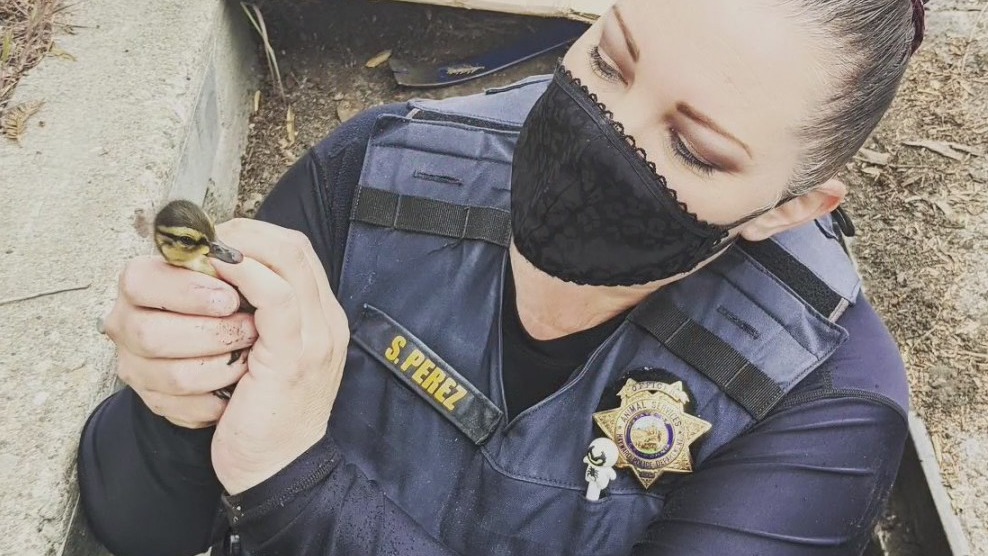 Hayward animal control officer plays mother duck sounds on cell