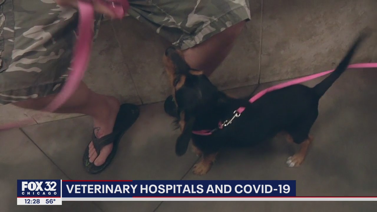 Veterinarians see soaring demand amid COVID-19 pandemic