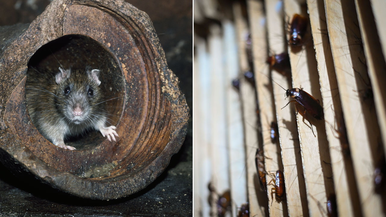 Name a roach or rat after an ex, watch it get eaten on Valentine's Day