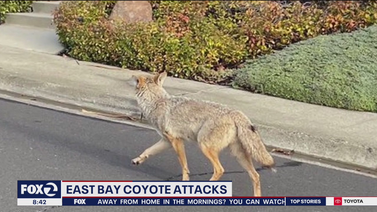 East Bay coyote attacks