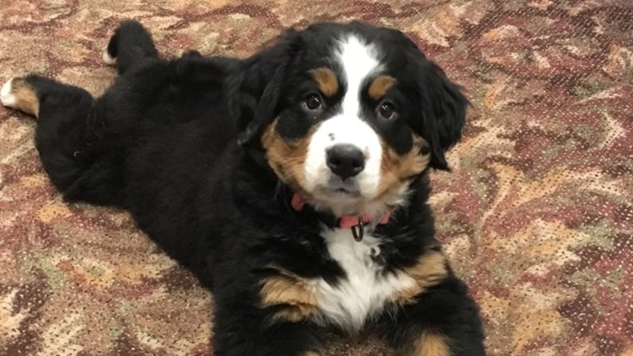 Funeral home adopts puppy to comfort grieving families