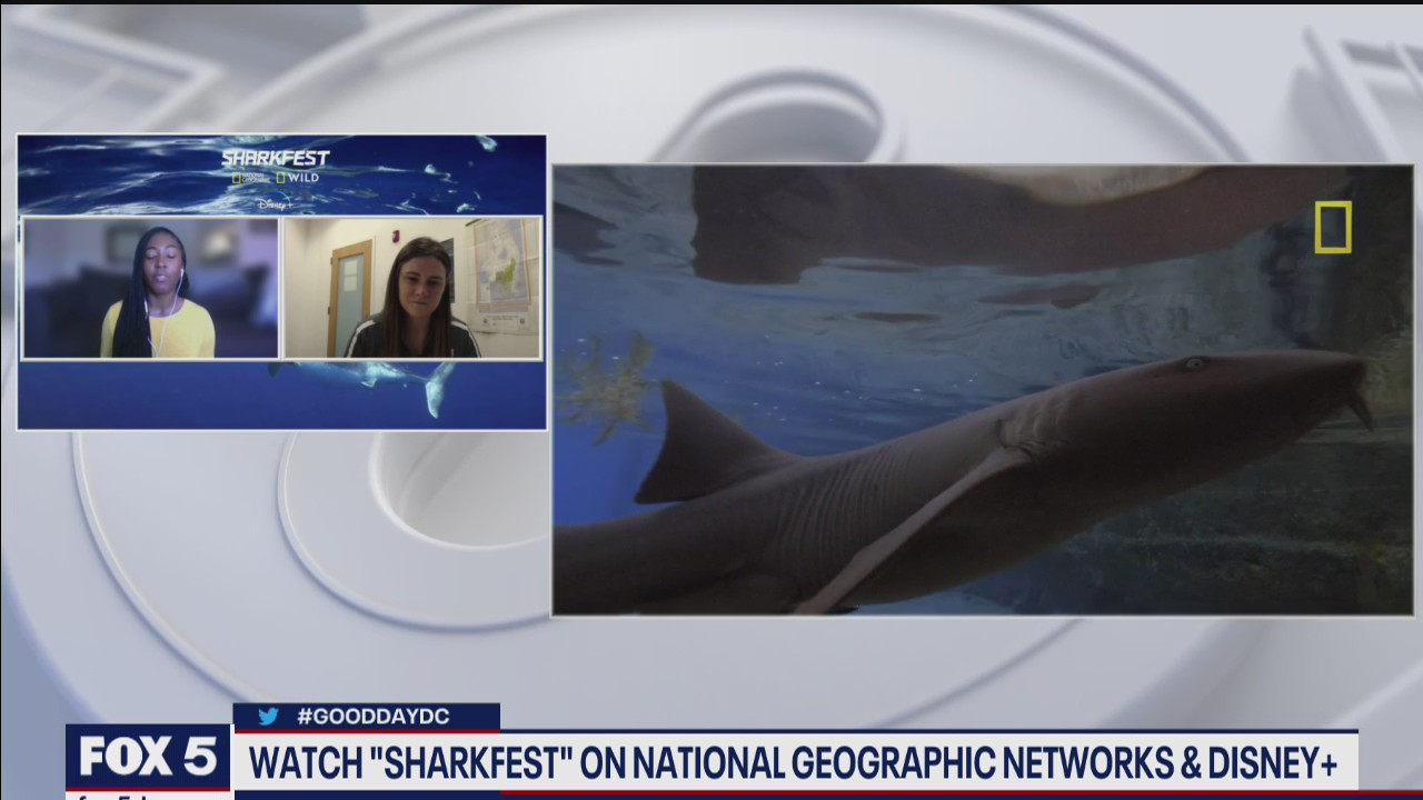 Watch 'Sharkfest' on National Geographic networks and Disney+