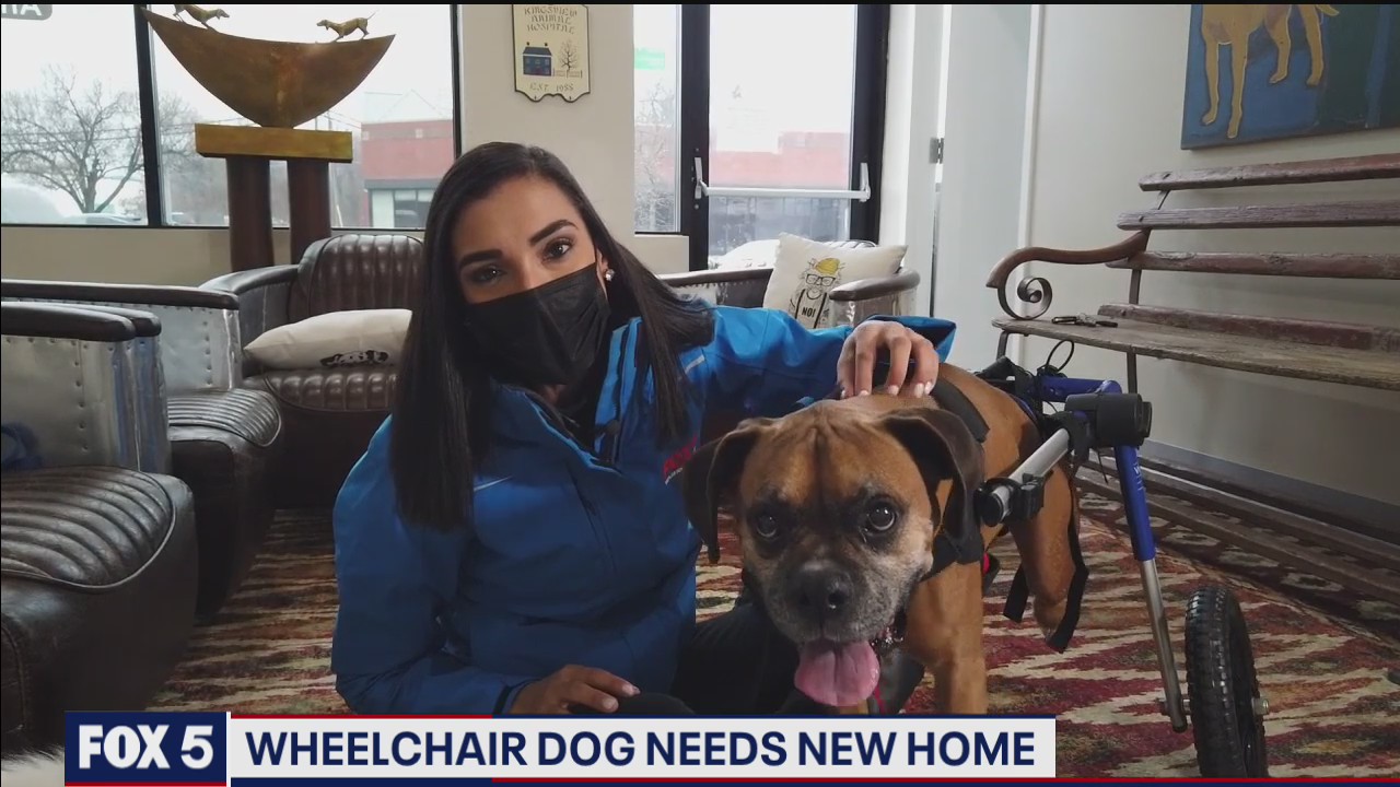 Wheelchair-bound dog needs new home