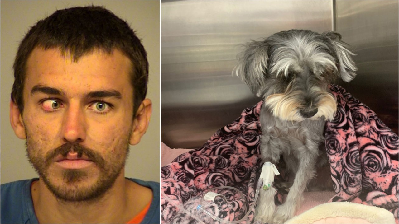 Man kicks dog 15 feet into the air, causes severe injuries, at California beach