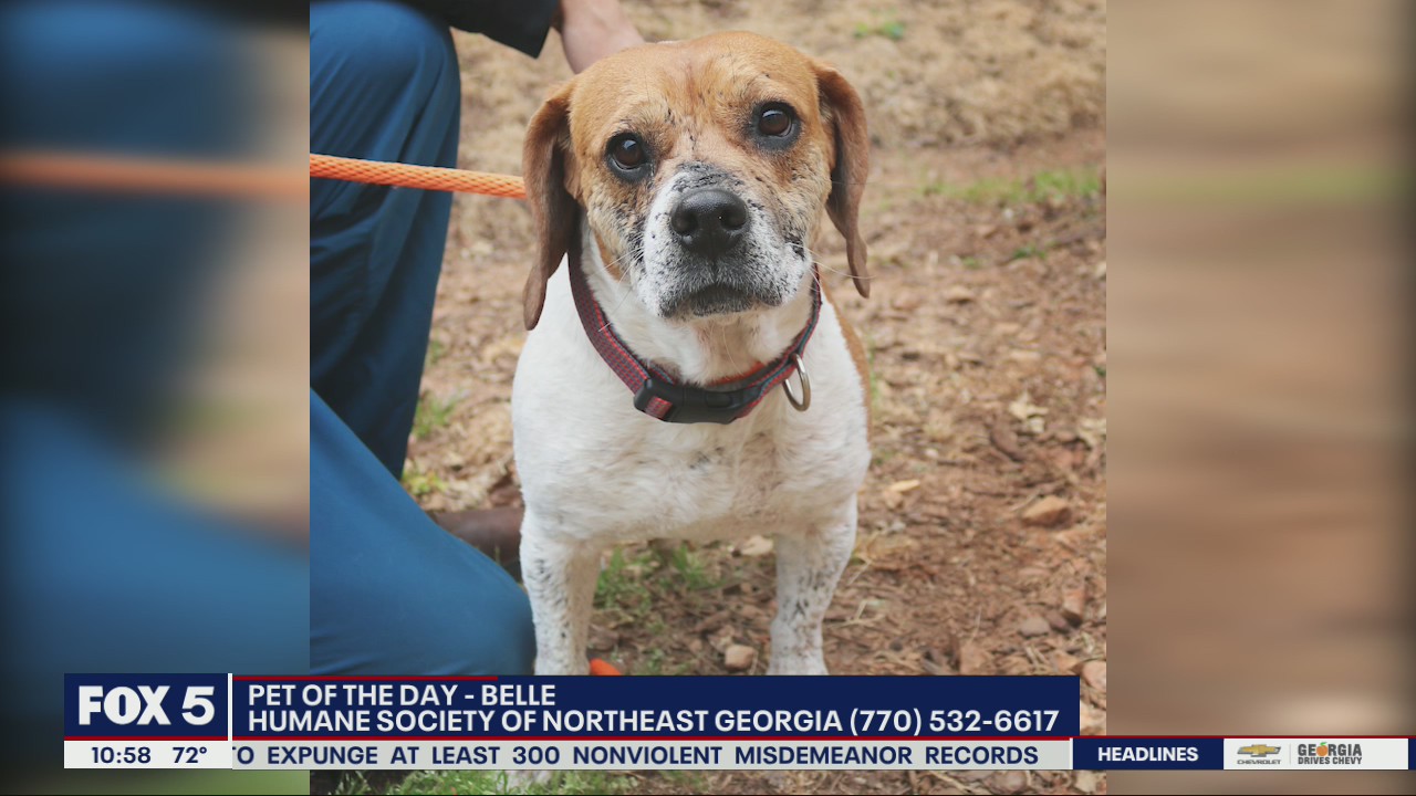 Pet of the day from the Humane Society of Northeast Georgia