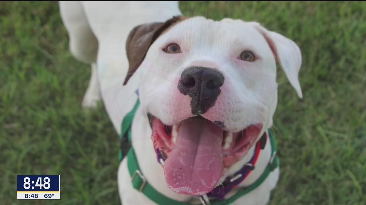 Dog of the Day: Cutie