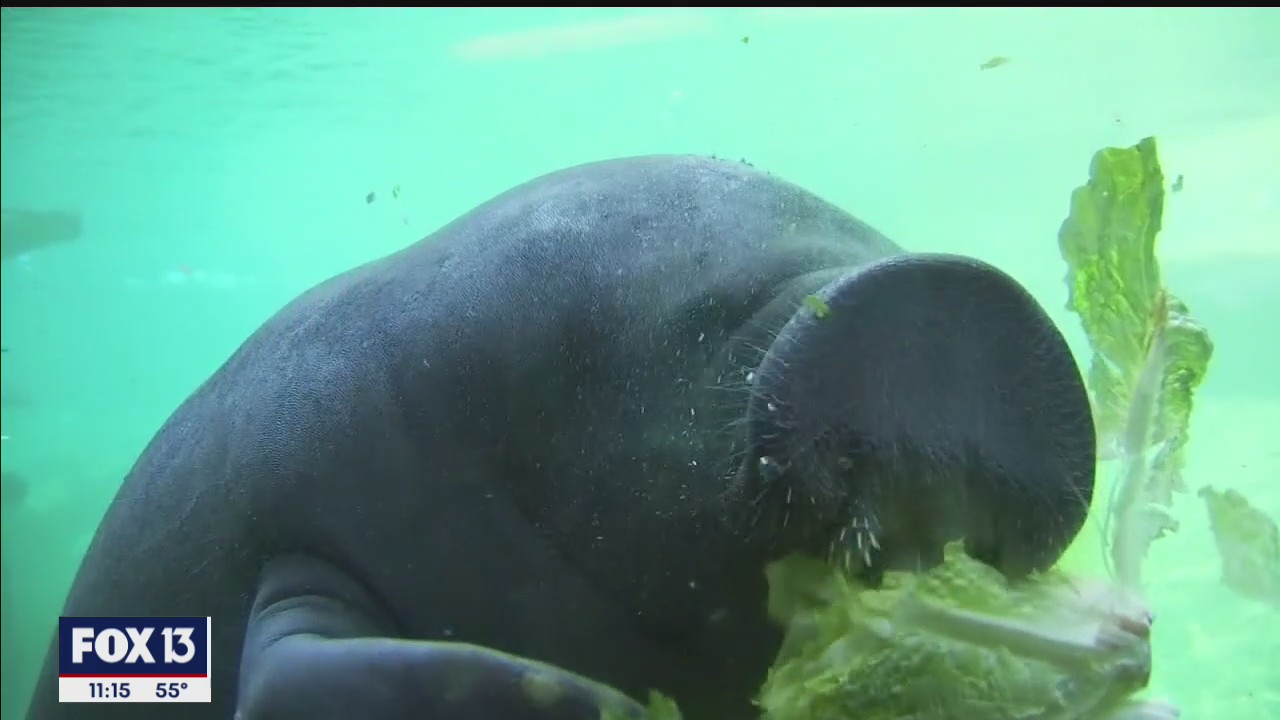 Manatee harassment is a serious crime