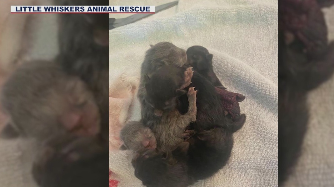 Five kittens born conjoined in Maricopa