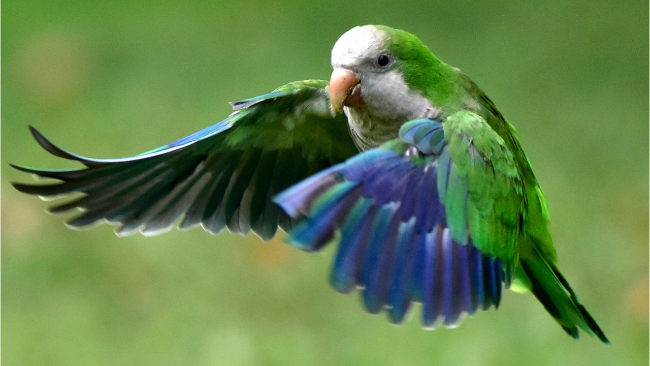 Madrid to cull nearly 12,000 invasive parakeets over threats to environment, public safety