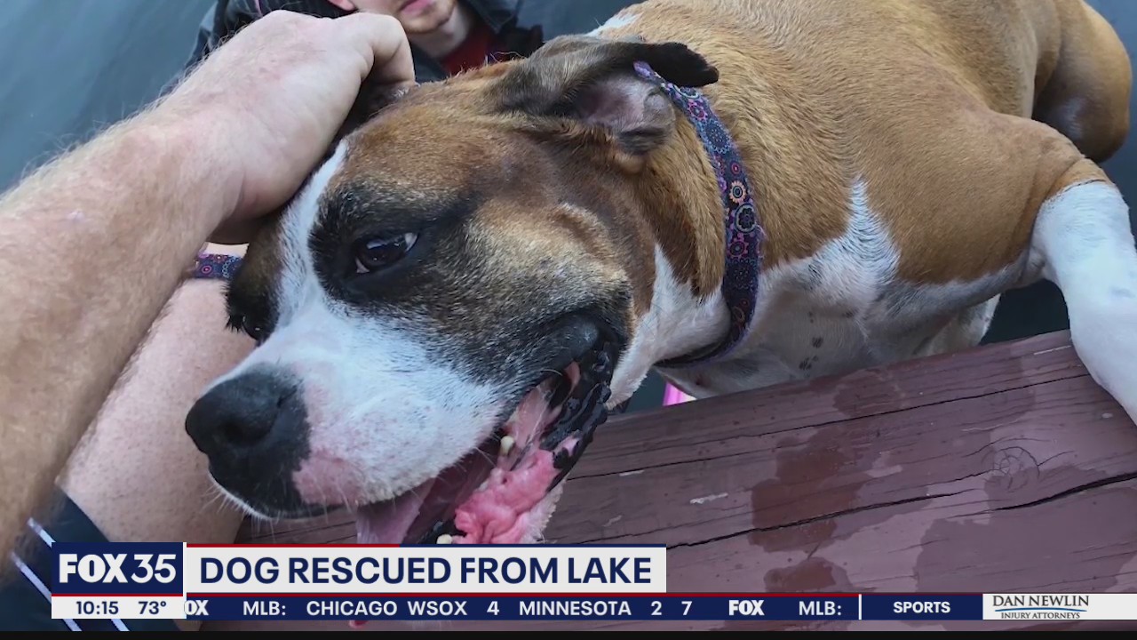 Dog rescued from Orlando's Lake Highland