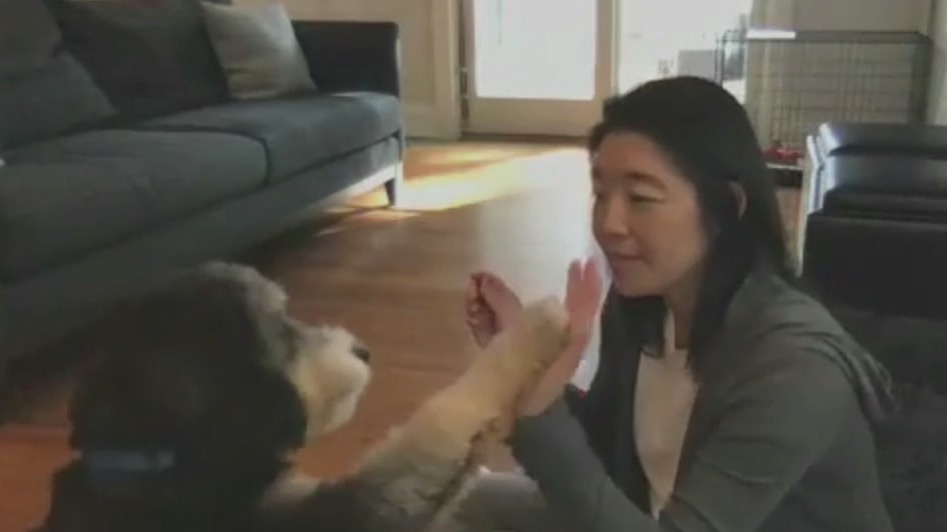 Virtual training for dogs