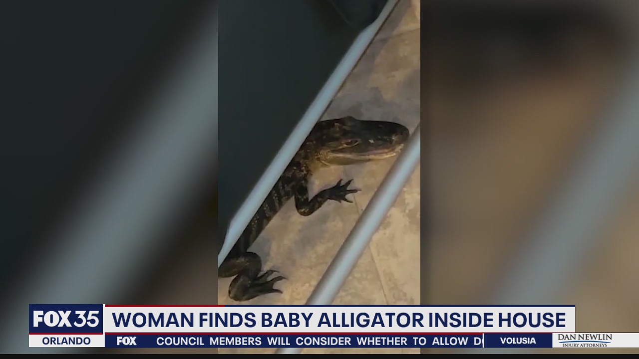 Florida women who found baby gator in home talk to FOX 35