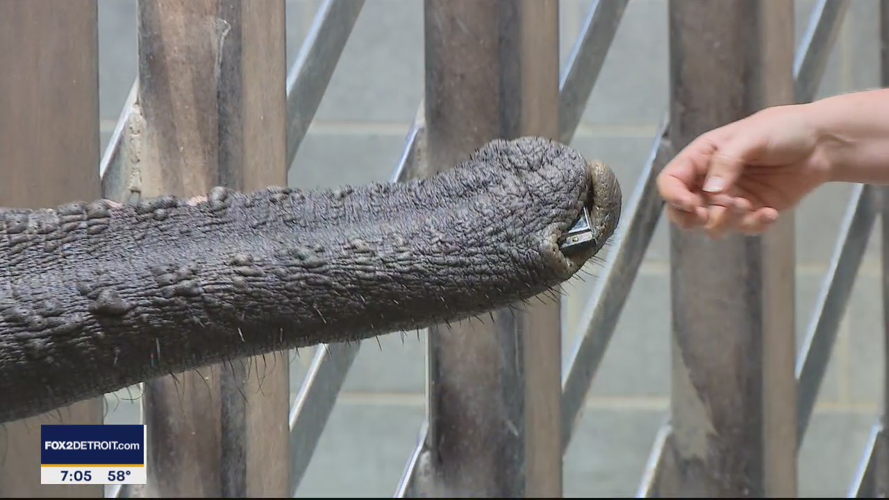 Toledo Zoo Elephant Experience