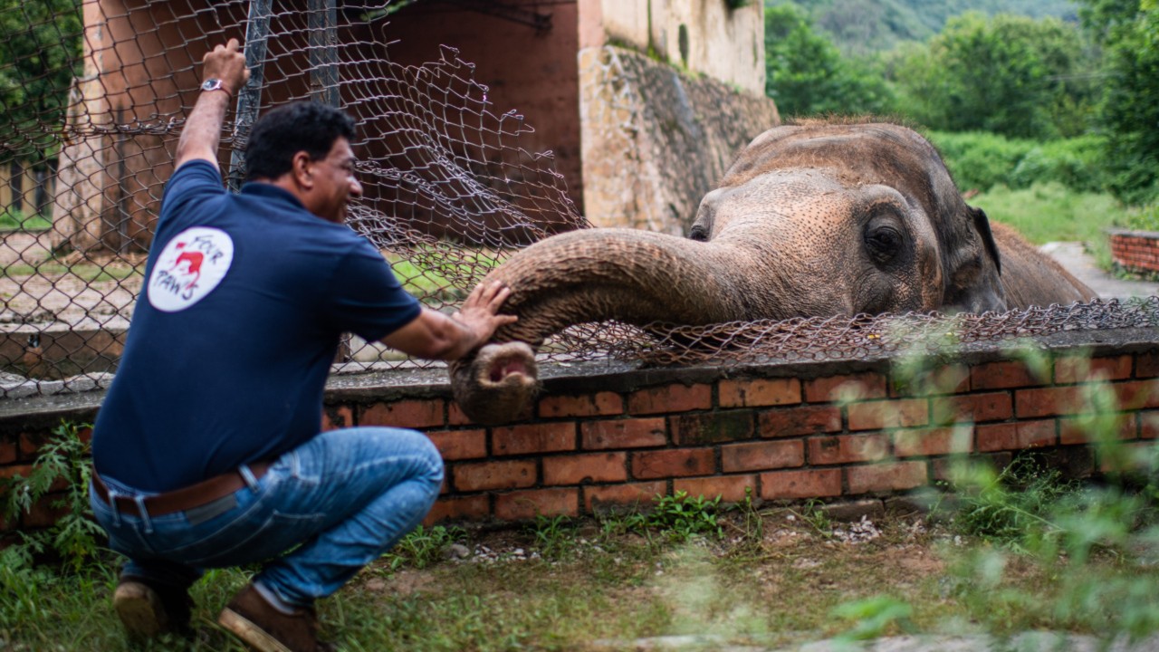 'World's loneliest elephant' okayed to quit zoo for new life