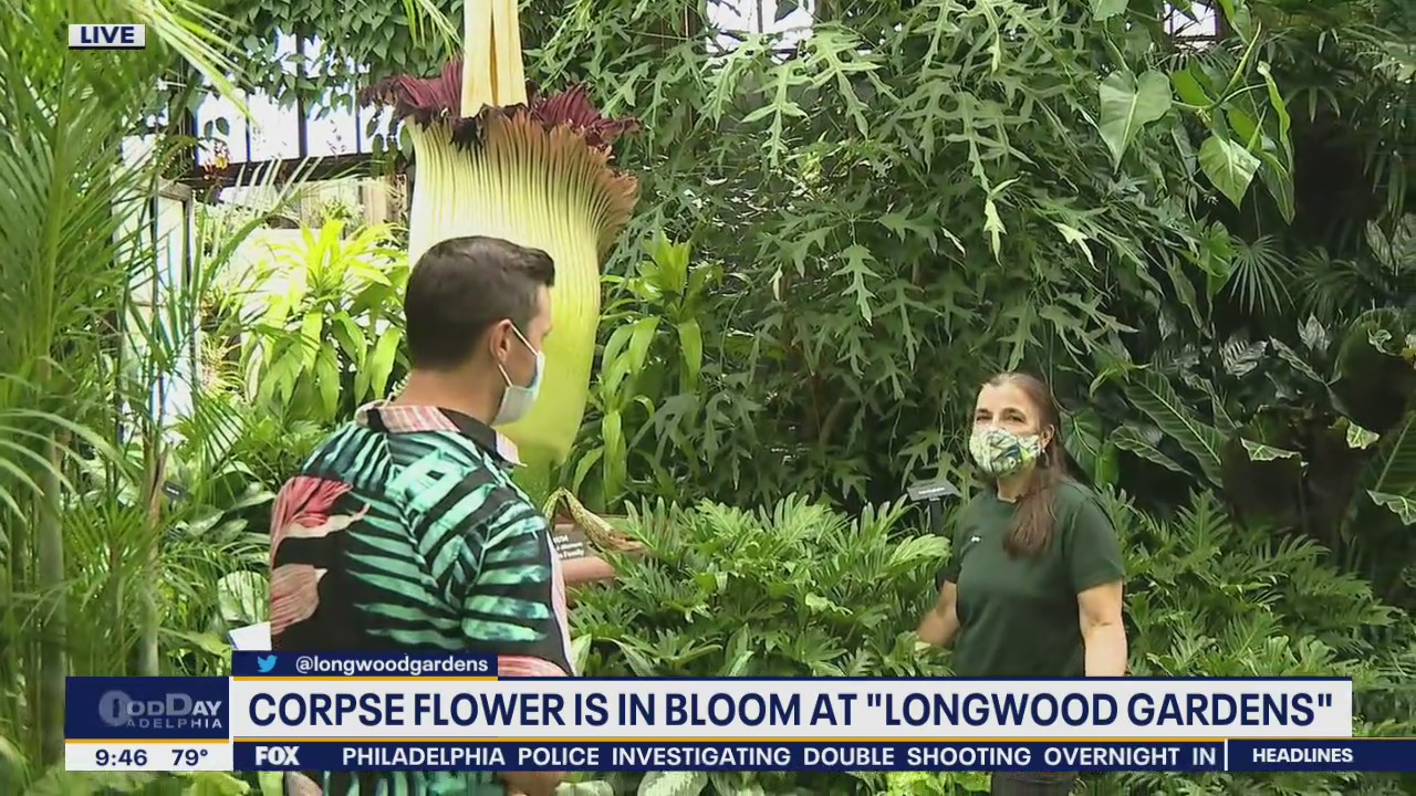 Richard Curtis visits the Corpse Flower