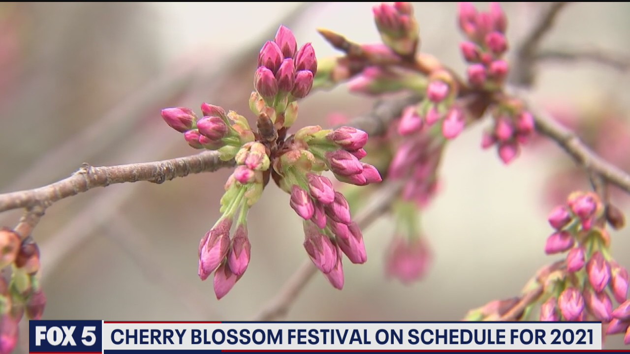 Cherry Blossom Festival on pace for 2021