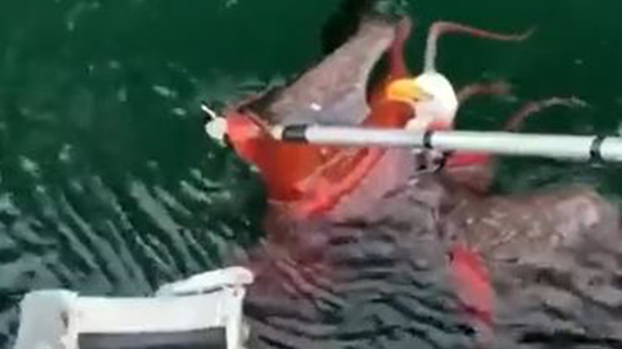 Eagle vs. octopus: Dramatic video shows bald eagle caught in tentacled death grip