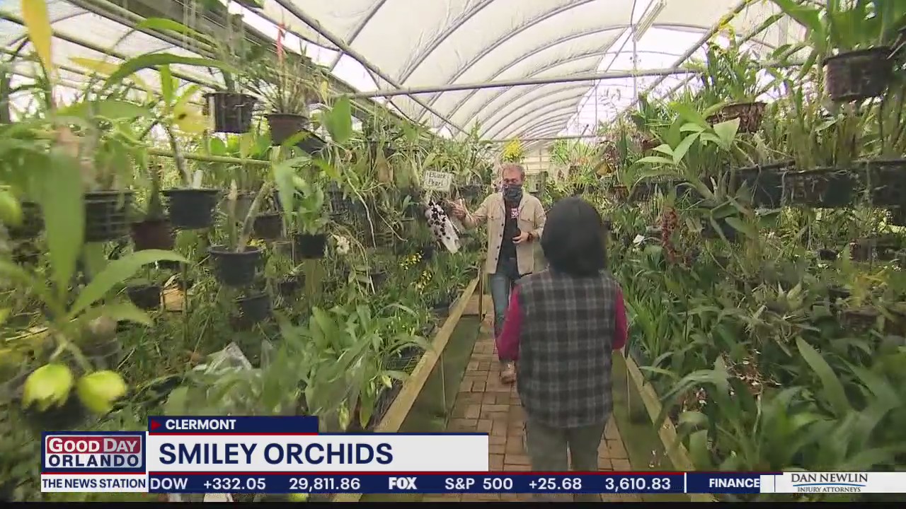 Smiley Orchids in Clermont