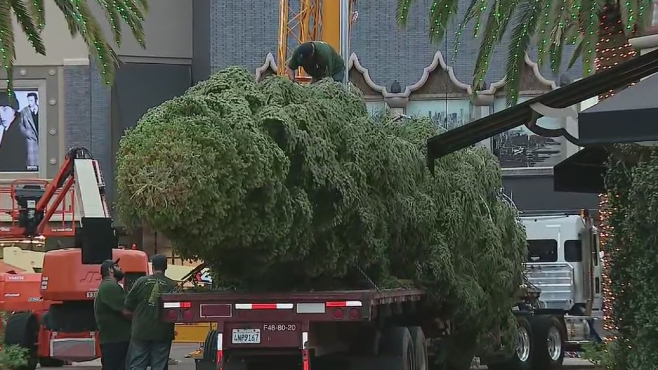 Citadel Christmas tree arrives from Mount Shasta