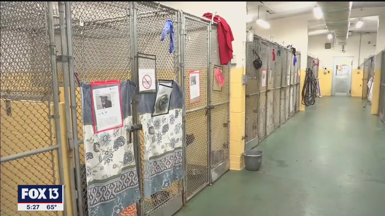 Commissioner questions new shelter plans