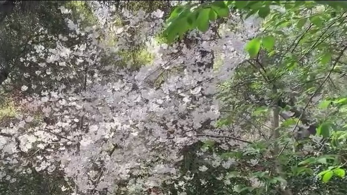 Cherry Blossoms in peak bloom at Descanso Gardens