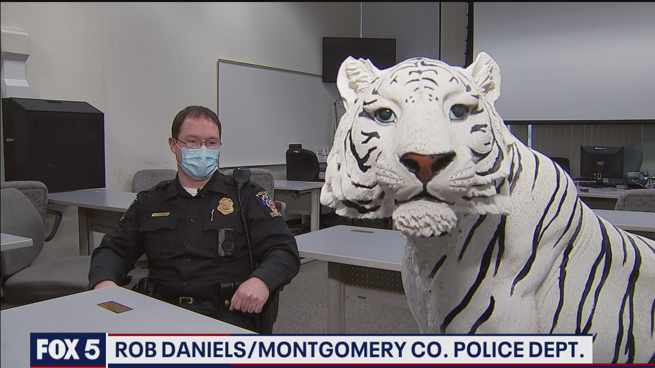 Montgomery County police adopt ceramic white tiger