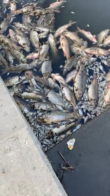 Man shares video of thousands of dead fish floating in Kansas City stream