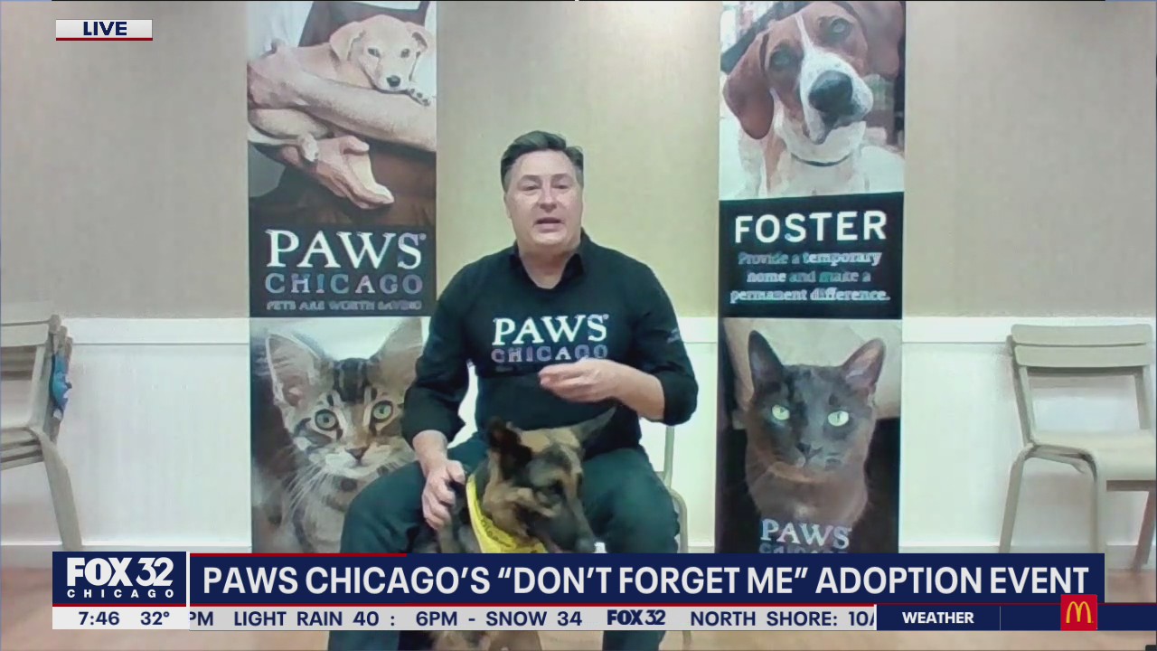 PAWS Chicago hosting 'Don't Forget Me' adoption event