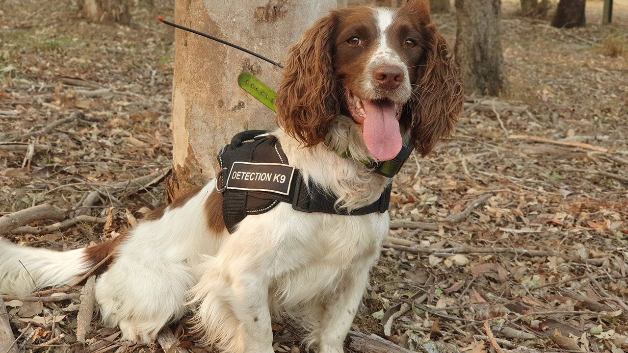 Spring spaniel sniffs out imperiled koalas amidst Australian bushfires