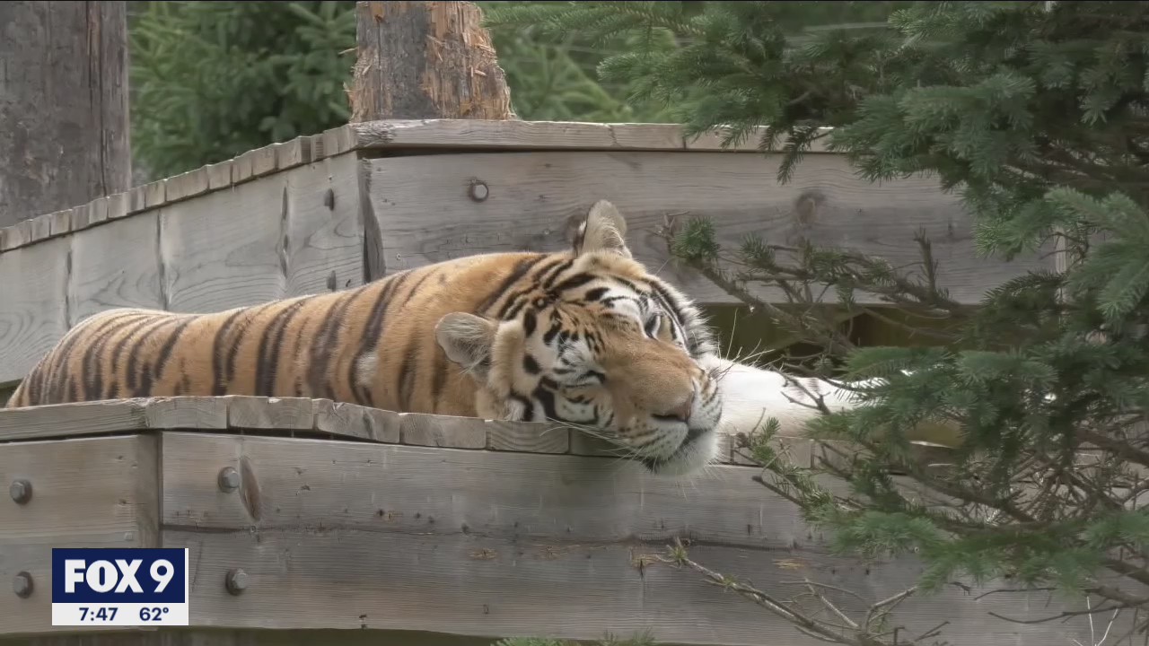 Minnesota animal sanctuary takes in wildcats from all over the world
