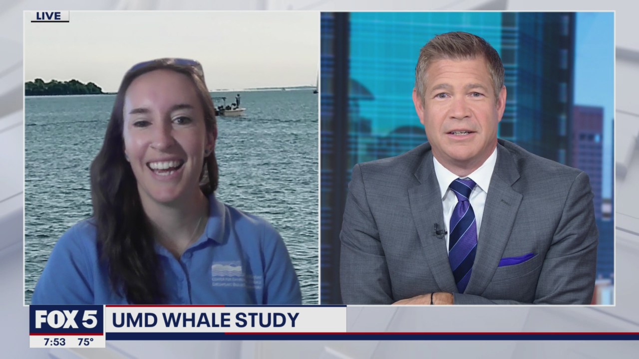 Exciting research into whales happening off coast of Maryland
