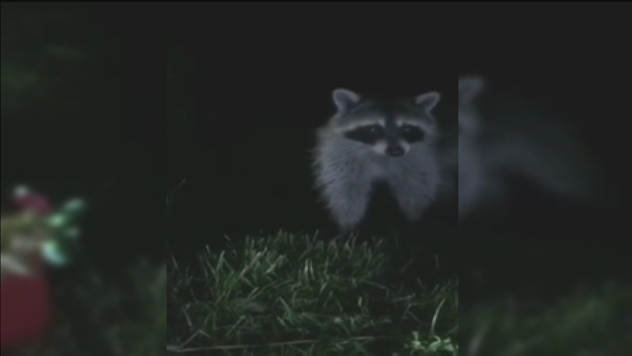 Arlington officials concerned after canine distemper confirmed in raccoons