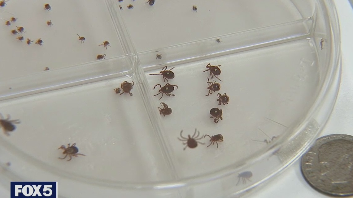 Ticks on Long Island