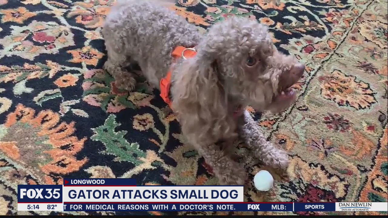Dog named Muffy survives alligator attack in Central Florida