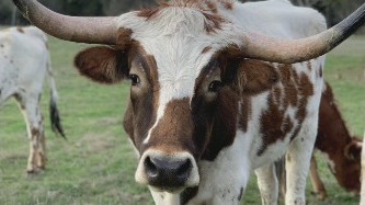 25th anniversary of declaration of Texas Longhorn as official state large mammal