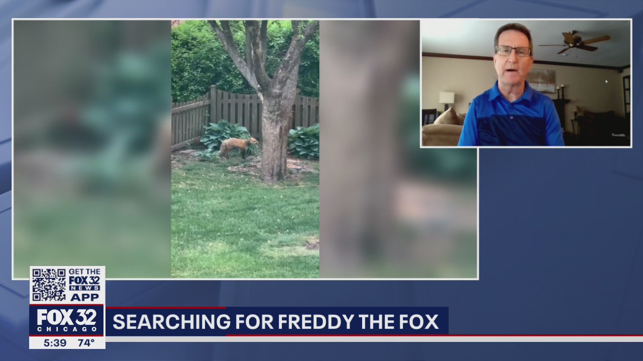 Suburban Chicago residents searching for fox with pipe stuck around its neck