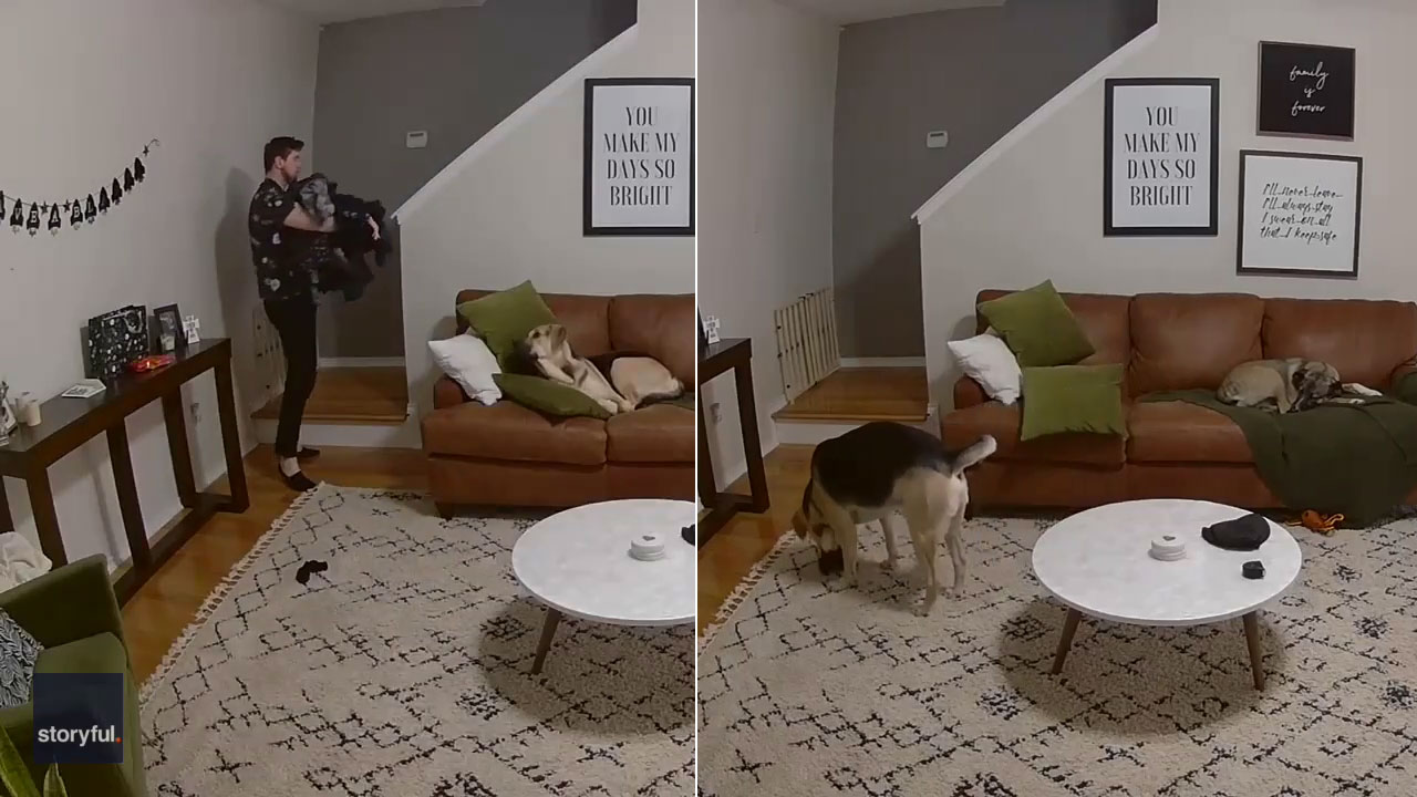 Good dog helps owner out with the laundry