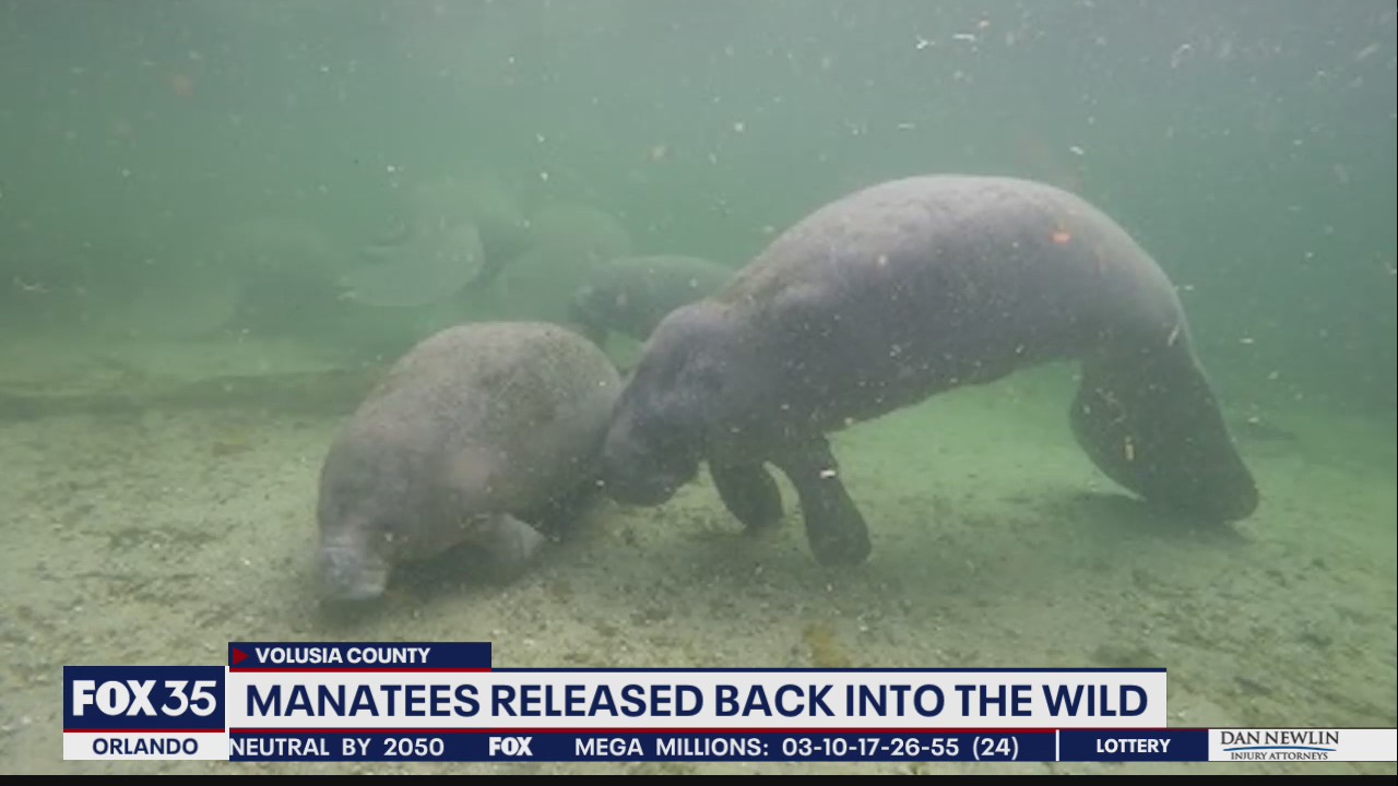 Manatees released back into the wild