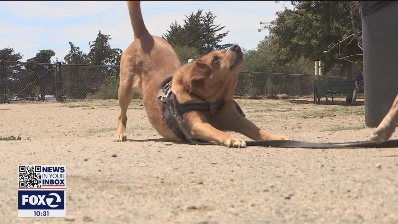 Here's why the Fourth of July is the least favorite holiday for your pets