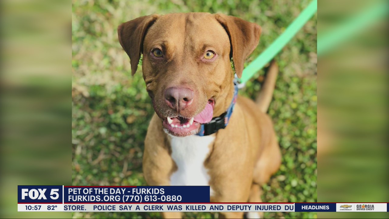 Pet of the day from FurKids